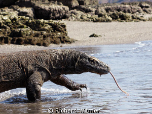 Look at that tongue!  Komodo Dragon on the island of Rinc... by Richard Witmer 
